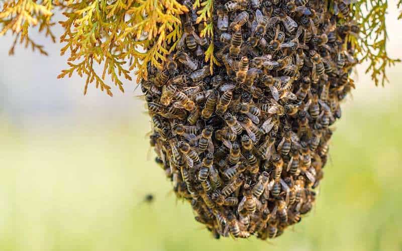 Honeybee Swarm Lure Pheremone Scent Bait Attract Free Bees Beekeeping Secret 