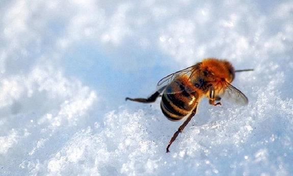 冬の雪の蜂