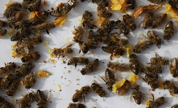 ミツバチのバロアダニの治療