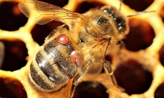 ミツバチに広がるバロアダニ